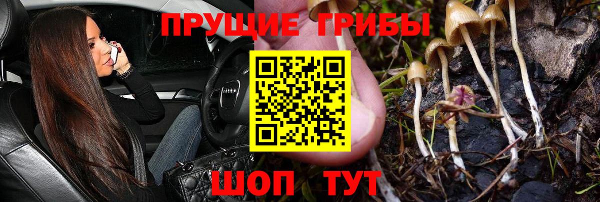 Галлюциногенные грибы Cubensis  Галлюциногенные грибы GOLDEN TEACHER  Сухой Лог  Вход с VPN 